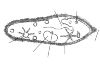 2.2 - Paramecium caudatum